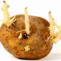 Potato Sprouts: Are They Good?